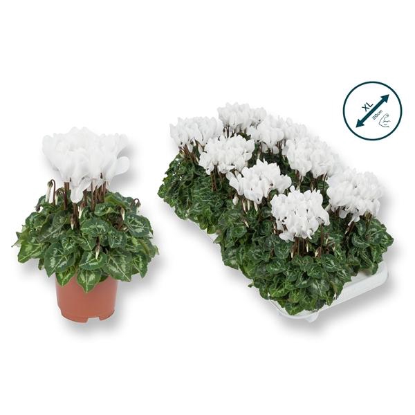 <h4>Cyclamen persicum kleinbloemig Super Serie Compact</h4>