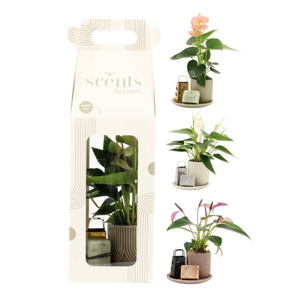 <h4>90644: Scents arrangement</h4>