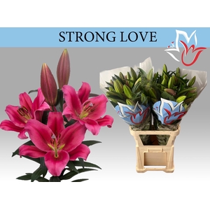 LI OT STRONG LOVE