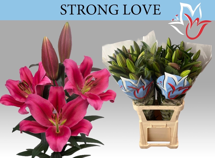 <h4>LI OT STRONG LOVE</h4>