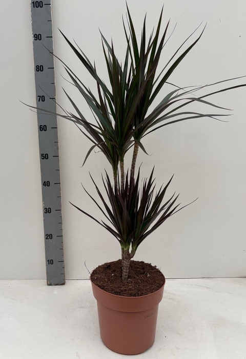 <h4>DRA MARG MAGENTA</h4>