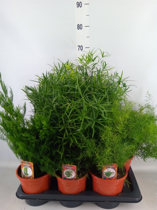 <h4>Asparagus   ...mix 3</h4>