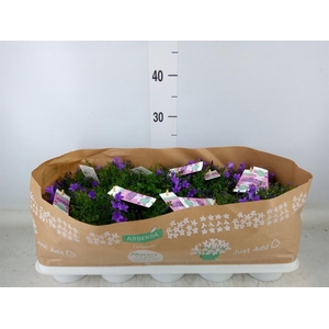 Campanula porten. 'Ambella In Prpl'