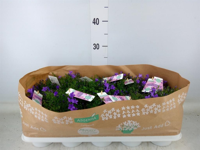 <h4>Campanula porten. 'Ambella In Prpl'</h4>