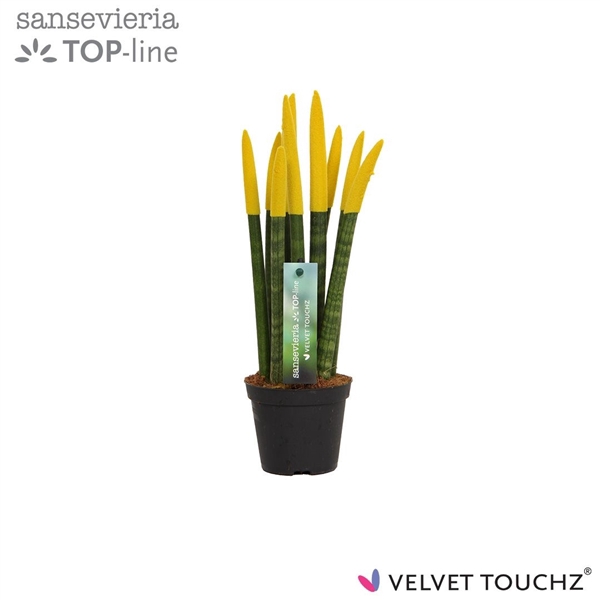 <h4>Sansevieria VELVET TOUCHZ® Geel</h4>