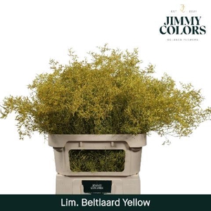 Lim Bel L90 Yellow