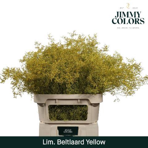 <h4>Lim Bel L90 Yellow</h4>