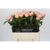 Paeonia Dinner Plate