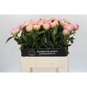 Paeonia Dinner Plate