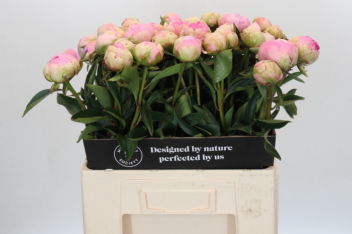 Paeonia Dinner Plate