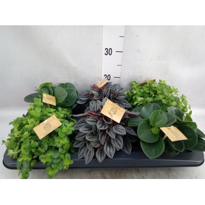 Peperomia   ...mix