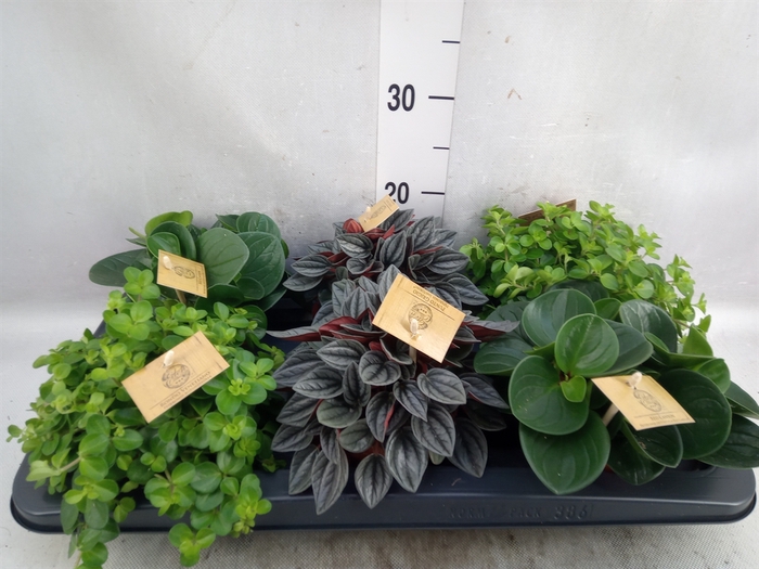 <h4>Peperomia   ...mix</h4>