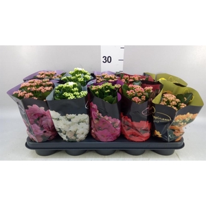 KALANCHOE  'PERFECTA'