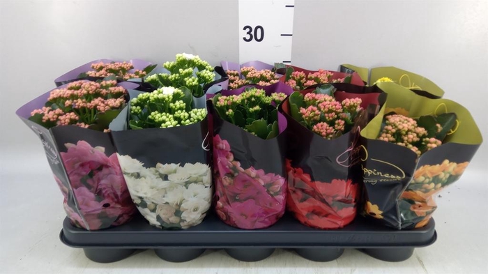 <h4>KALANCHOE 'PERFECTA'</h4>