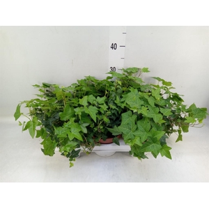 Hedera   ...green leafed