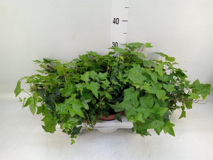 <h4>Hedera   ...green leafed</h4>