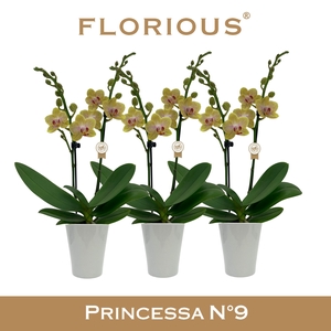 No9 Phalanopsis 2 Tak Geel+Deco