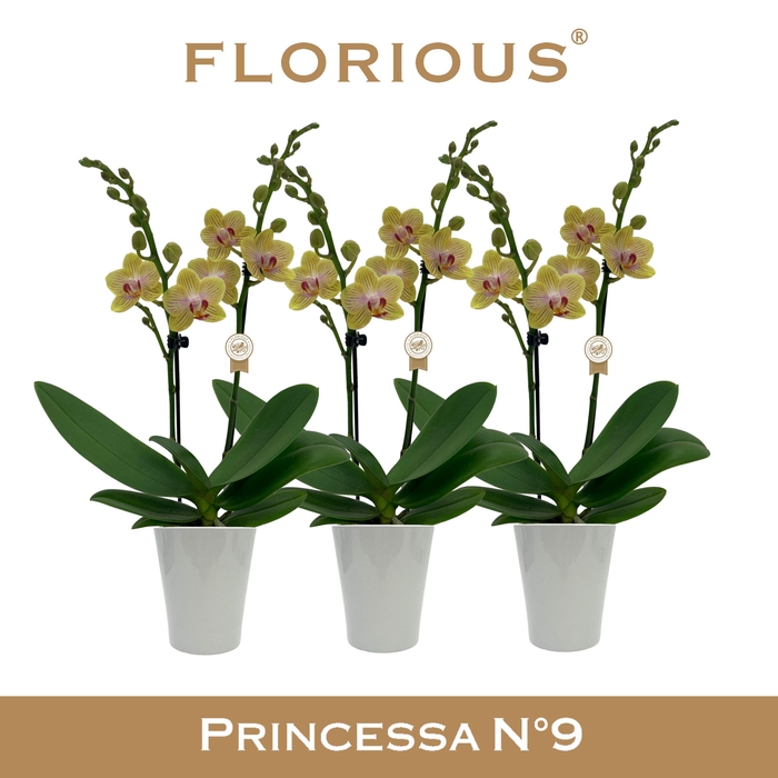 <h4>No9 Phalanopsis 2 Tak Geel+Deco</h4>