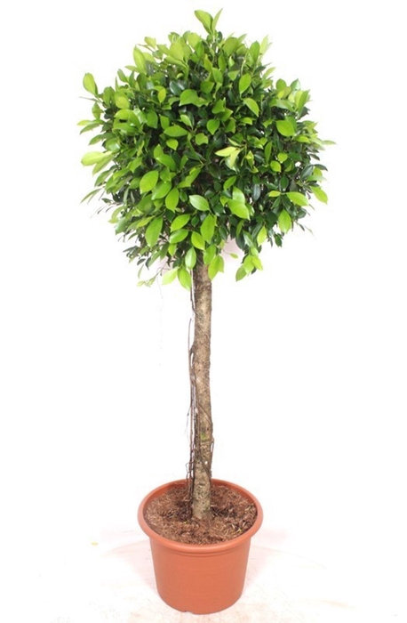 <h4>Ficus</h4>