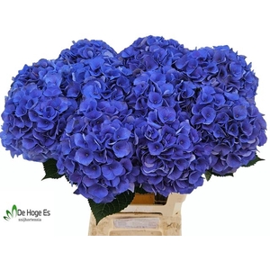 HYDR M ROY CROWN BL