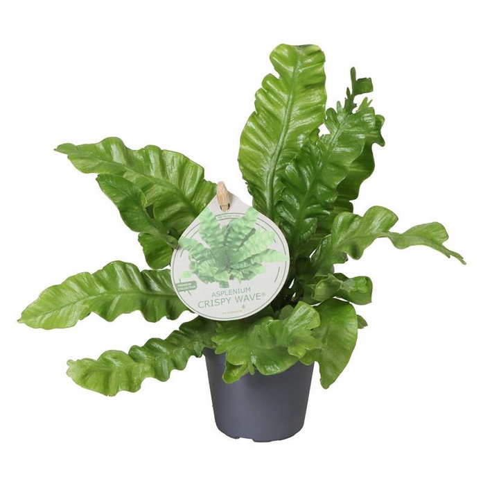 <h4>ASPLENIUM NIDUS p6 CRISPY LABEL</h4>