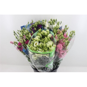 Boeket Mono Eustoma (10) Mix