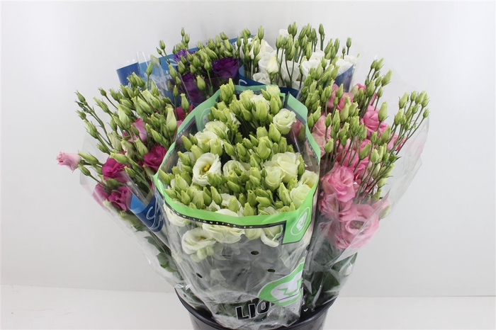 <h4>Boeket Mono Eustoma (10) Mix</h4>