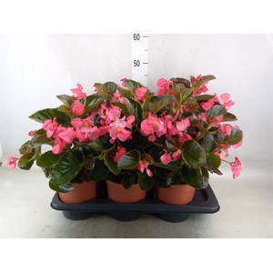 Begonia  'Big Rose wBronze Leaf'