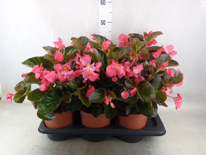 <h4>Begonia  'Big Rose wBronze Leaf'</h4>