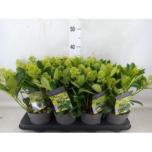 Skimmia jap. 'Finchy'