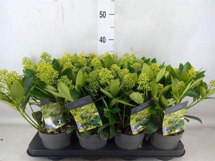 <h4>Skimmia jap. 'Finchy'</h4>