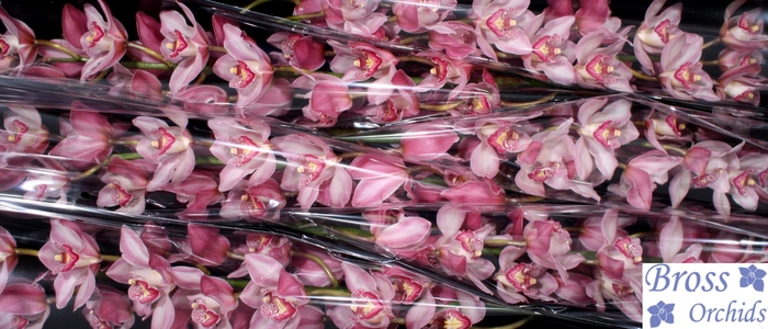 <h4>CYMB T PRETTY WOMAN</h4>