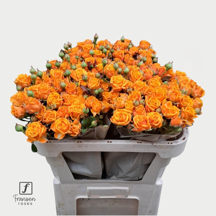<h4>R TR Orange Queen 70cm</h4>