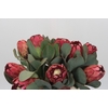 Protea Grandiceps