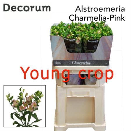 ALST FL CHARMELIA PINK JONG GEWAS