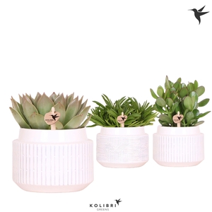 Kolibri Greens Succulenten mix in Maze pot white