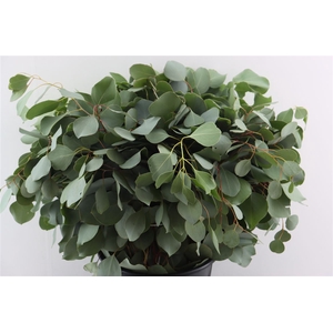 Euca Populus 300gr P Bunch