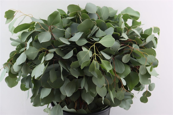 <h4>Euca Populus 300gr P Bunch</h4>