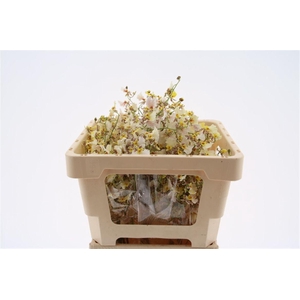 Oncidium White Snow L