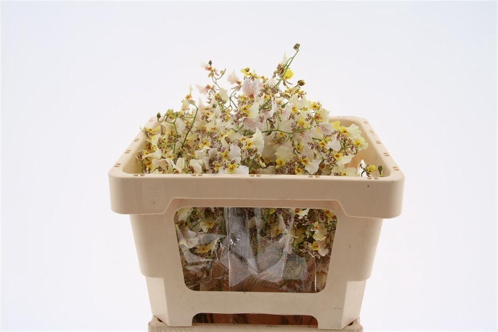 <h4>Oncidium White Snow L</h4>