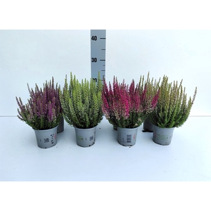 Calluna vulg. 'Beauty L'  ..mix