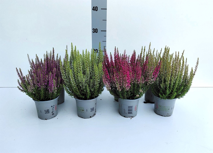 <h4>Calluna vulg. 'Beauty L'  ..mix</h4>