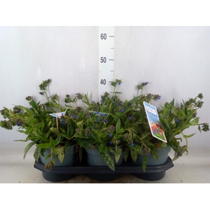Pulmonaria angustifolia