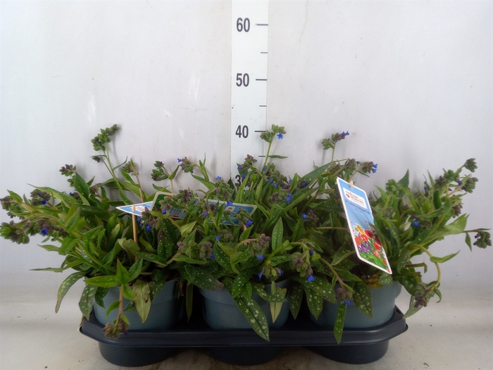 <h4>Pulmonaria angustifolia</h4>