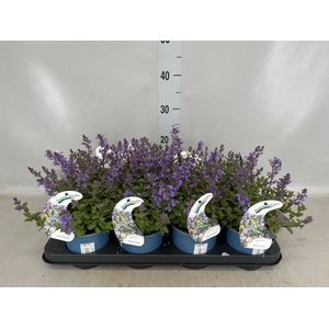 Nepeta faassenii  'Purrsian Blue'