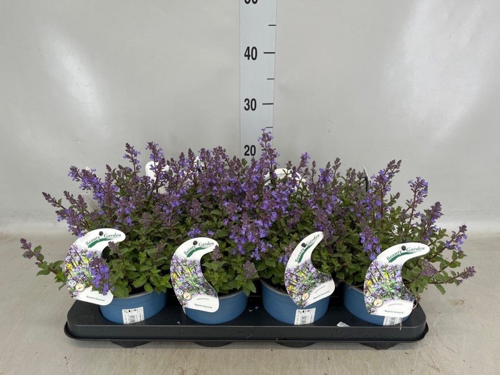 <h4>Nepeta faassenii  'Purrsian Blue'</h4>
