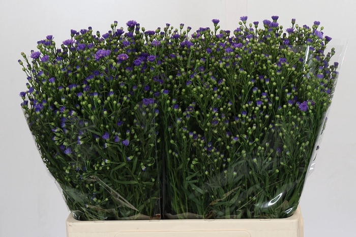 <h4>Aster Casamare</h4>