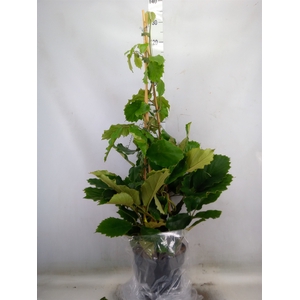 Tetrastigma voinierianum