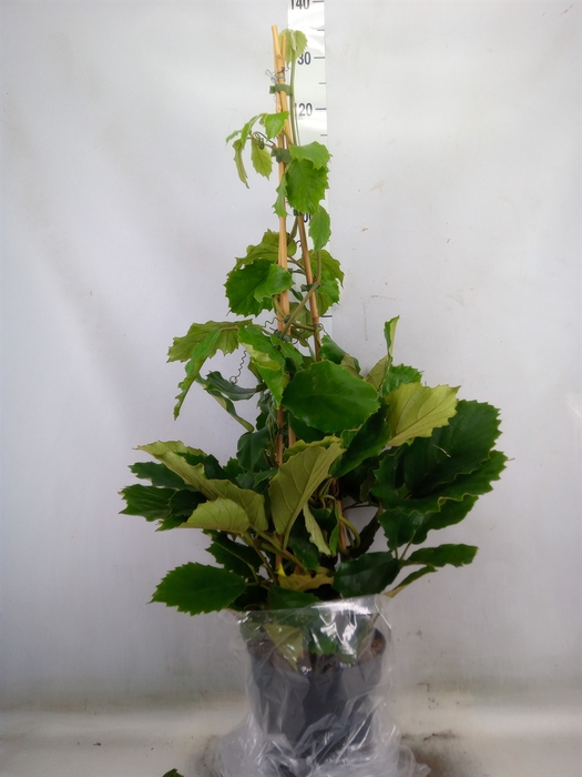 <h4>Tetrastigma voinierianum</h4>