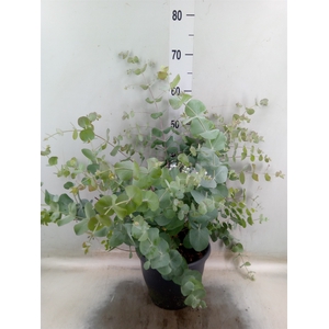 Eucalyptus cinerea